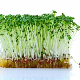 Микрозелень горчицы XXL